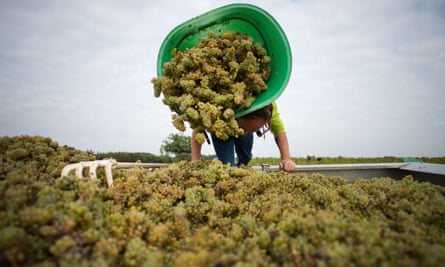 Harvesting grapes at the muscadet vineyards near Nantes, western France