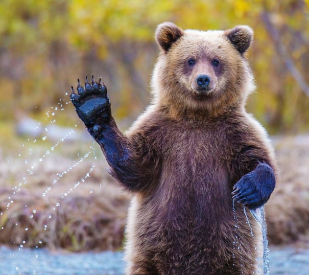 Trump's next target? The endangered species that define America 1440