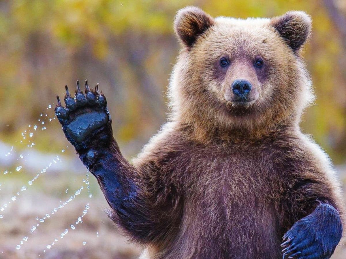 Bear Markets Why Stock Markets Are Giving Us Paws For Thought