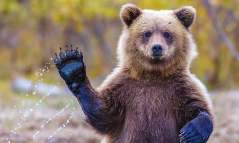 The grizzly bear is listed as an endangered species in the US.