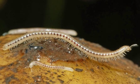 Spotted snake centipedes add more segments as they progress to adulthood.