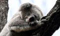 Koalas on Australia’s east coast are increasingly at risk of disappearing altogether