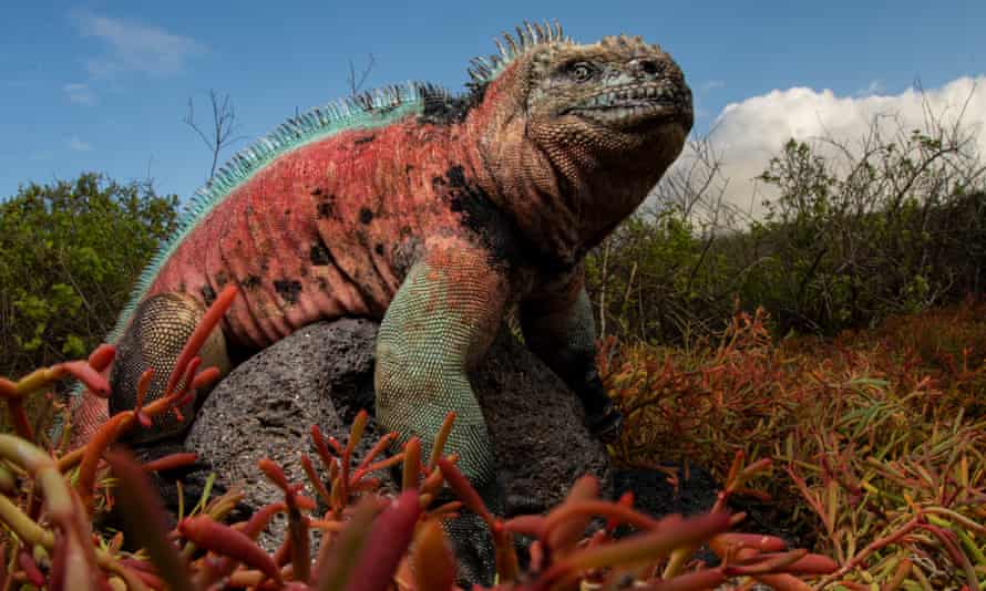 an iguana