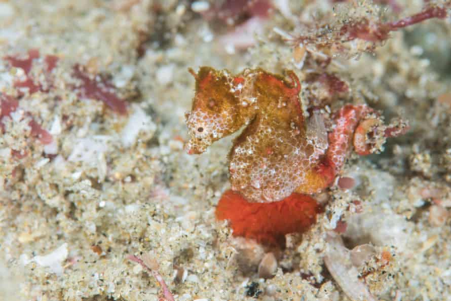 Hippocampus nalu, il cavalluccio marino pigmeo sudafricano, nella baia di Sodwana, al largo della costa nord-orientale del paese.