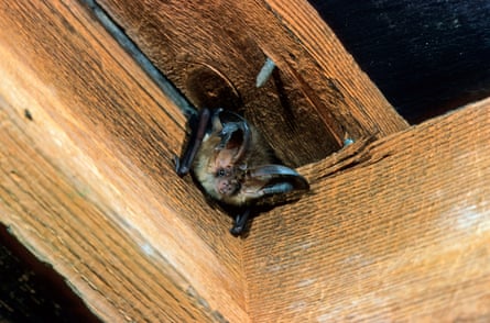 Bat on a wood roof joint