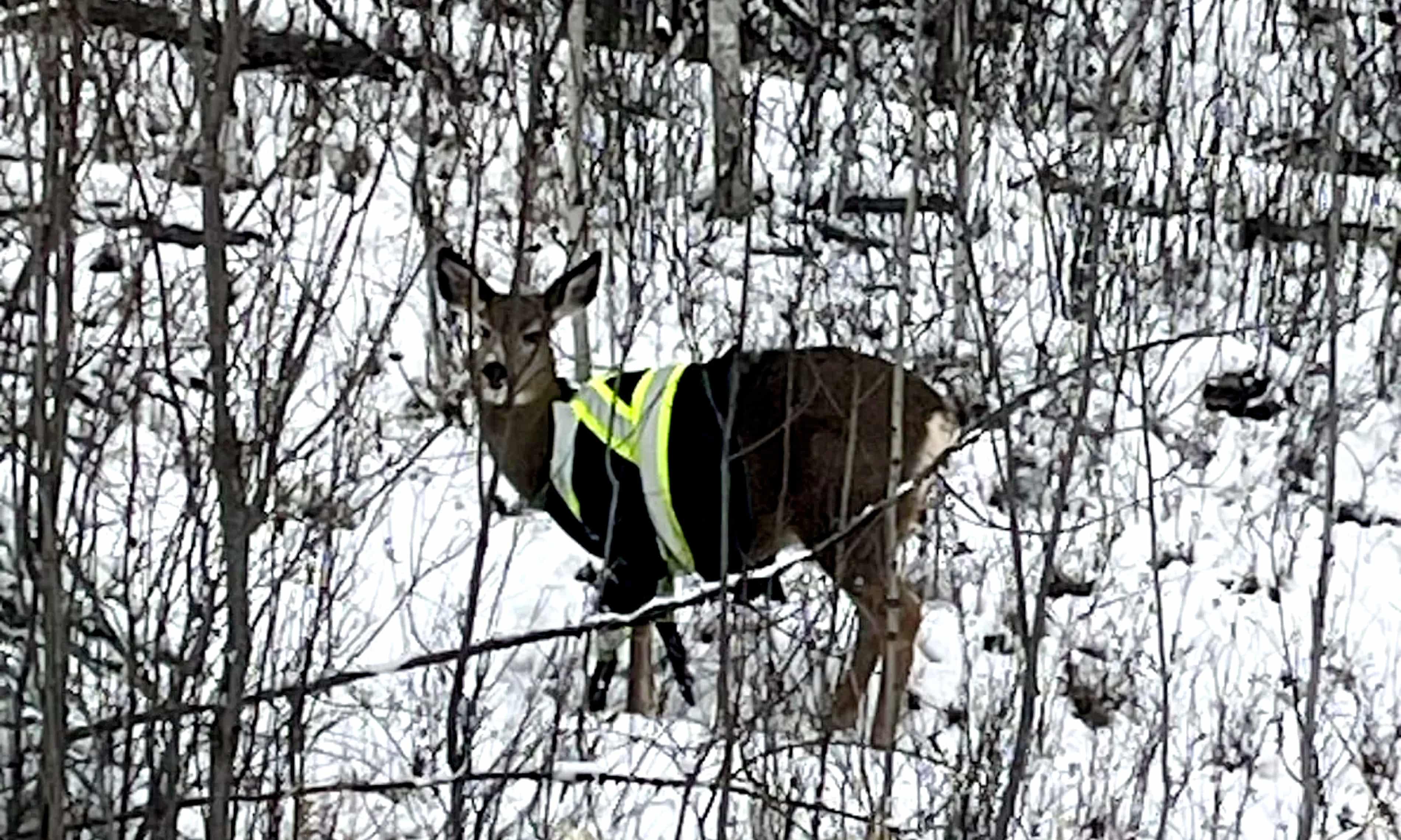 Elusive deer spotted wearing high-vis jacket in Canada: ‘Who is responsible?’ (theguardian.com)