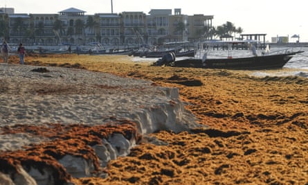 Sargassum covers the beach in Playa del Carmen, Mexico.