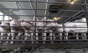 A risky US Department of Agriculture (USDA) high-speed slaughter program would allow facilities to increase slaughter speeds and shift responsibility of food safety oversight into the hands of slaughter plant employees.