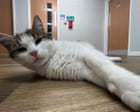 The pet I’ll never forget: Harold, the halls of residence cat, who looked after me when I first left home The pet I’ll never forget: Harold, the halls of residence cat, who looked after me when I first left home