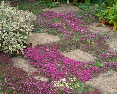 Purple flowering thyme in between paving stones
