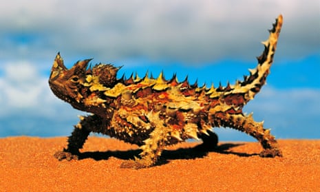Thorny devils feed almost exclusively on ants and their mouths have evolved to that specific purpose so instead take in water by using their skin like a straw.