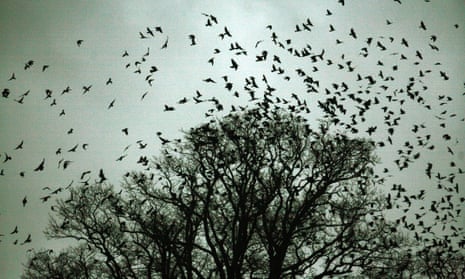 Country diary 1922: homecoming of the rooks at eventide is a wonderful ...