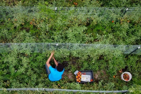 theguardian.com - Nina Lakhani - Trump tariffs to hit small farms in Maga heartlands hardest, analysis predicts