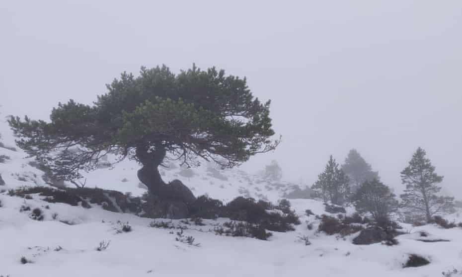 A Scots pine on the hillside. 