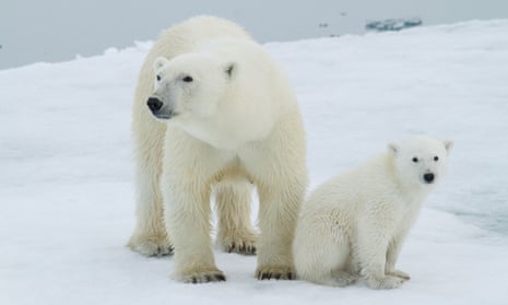 A polar bear and her cub hunting their main prey, ringed seals, on sea ice near the Svalbard archipelago in Norway.