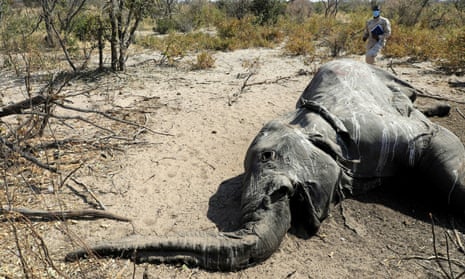 A dead elephant found near Seronga, in the Okavango delta, Botswana.