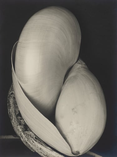 Shells, 1927Many of his images are exhibited in their original form, hand-printed by the artist himself