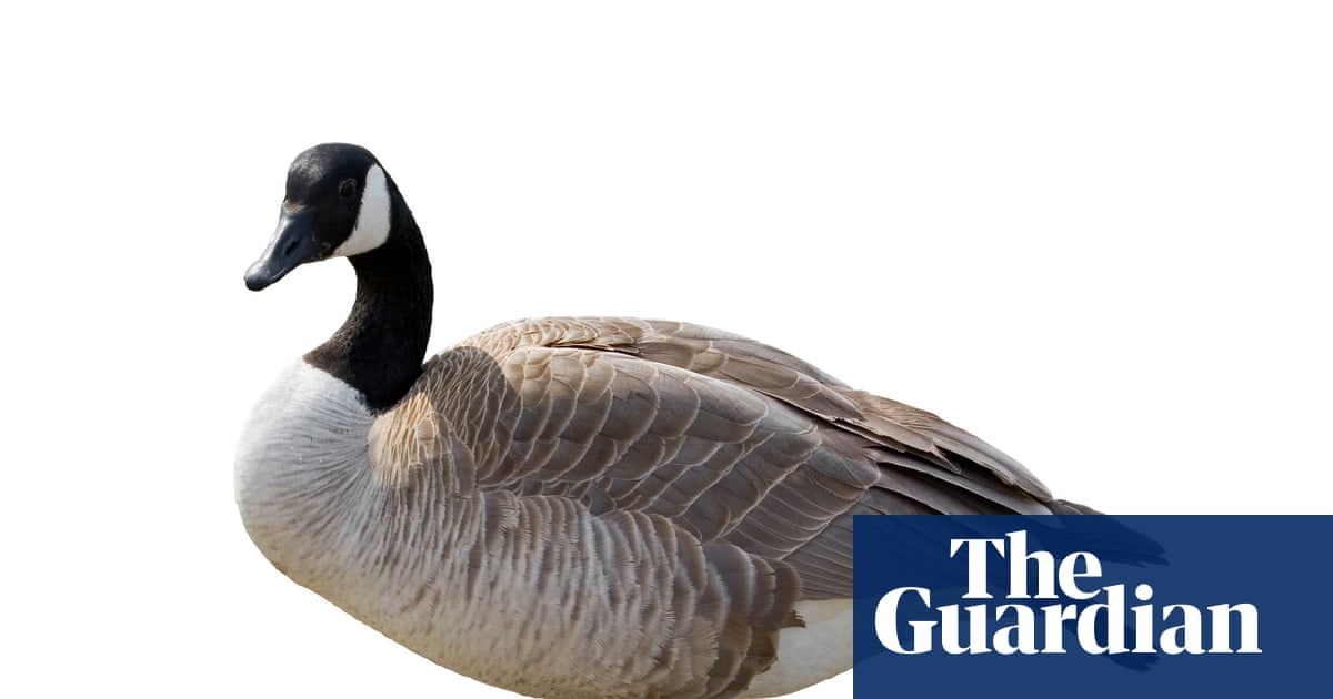 Thursday news quiz: Election news, puppy views, and a very chaotic goose