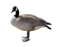 A Canada goose isolated on a white background
