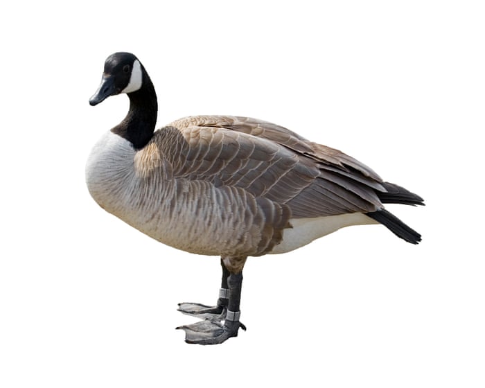 Thursday news quiz: Election news, puppy views, and a very chaotic goose