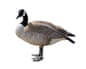 A Canada goose isolated on a white background