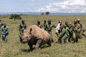 Kenya Wildlife Service veterinarians and rangers rush to restrain a sedated female black rhinoceros
