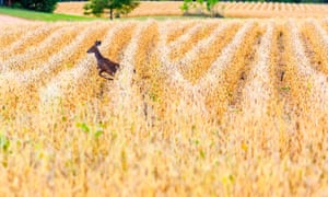 A white-tailed deer in Wisconsin, US