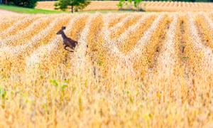 A white-tailed deer in Wisconsin, US