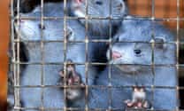 I released 2,000 minks from a fur farm. Now I'm a convicted terrorist