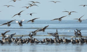 flock of wading birds, in water and sky