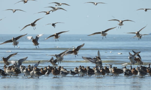 Bar-tailed godwits feeding on the Yalu River in Liaoning province, China.
