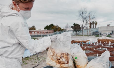 Researcher Danielle Stevenson lifts fungi material used in her research study in California.