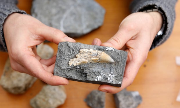 the fossilised tooth of a theropod found on the isle of skye