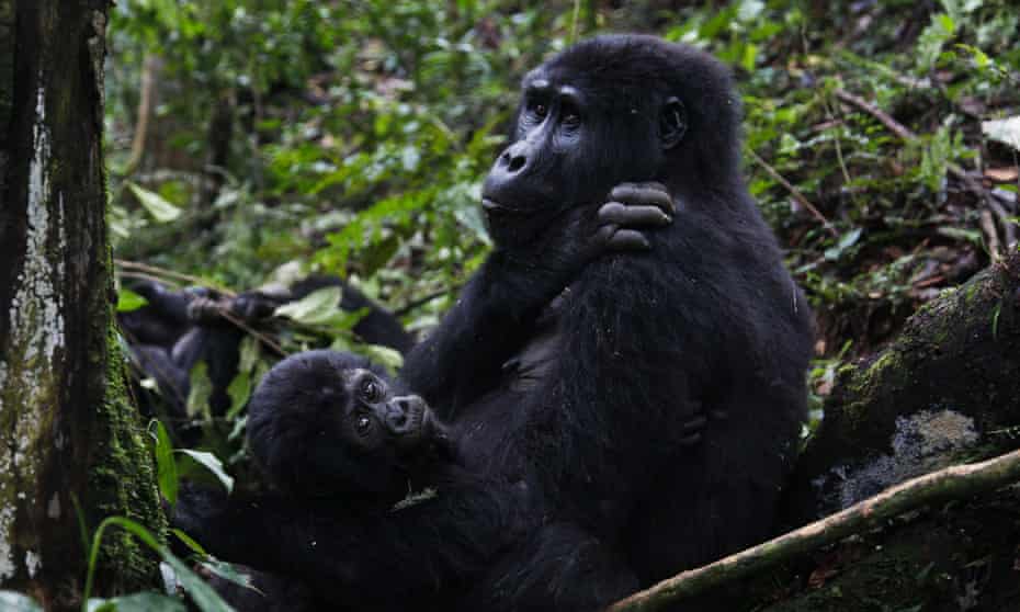 A mountain gorilla from the Mukiza family rests with an infant in Bwindi Impenetrable National Park, Uganda.
