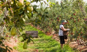 An apple orchard near Shepperton, Victoria, Australia.