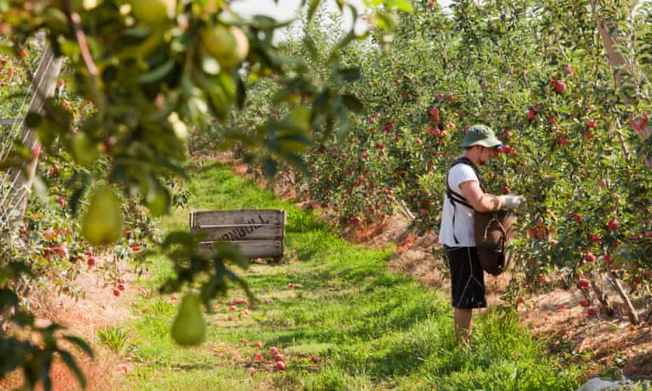 A man picks apples near Shepparton, Victoria, Australia