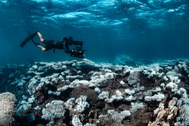 Photo of diver above bleached coral