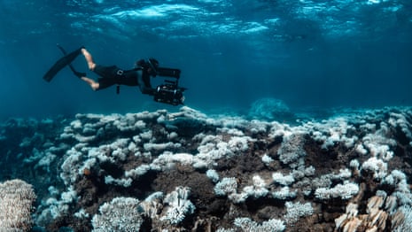Unprecedented marine heatwave decimates corals at Ningaloo reef – video