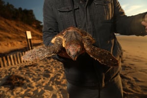 Bob Prescott, the director of the sea turtle stranding programme at Mass Audubon's Wellfleet Bay wildlife sanctuary in Cape Cod, holds a cold-stunned sea turtle rescued off Great Hallow beach