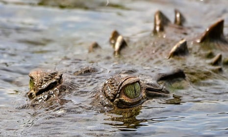  An American crocodile in the Tarcoles river, in Tarcoles, Costa Rica.