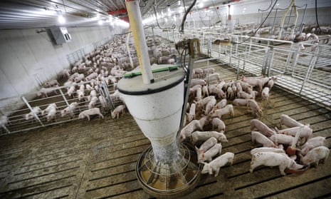 Hogs feed on a farm in Iowa. 