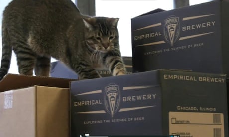 Raccoons V Toronto How Trash Pandas Conquered The City Cities