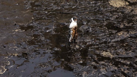 Peru seeks compensation after oil spill devastates marine life – video