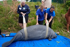 Equipes de resgate viram um jovem peixe-boi chamado Churro de lado enquanto documentam quaisquer marcas ou ferimentos antes de soltá-lo em um canal em Port Everglades, na Flórida, EUA.