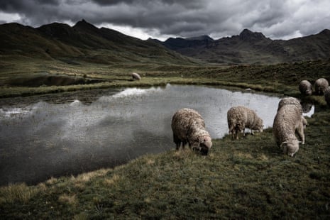 Sheep graze around a pool in the Sacred Valley of the Urubamba River in Peru. Forbidding clouds touch the mountains in the distance.