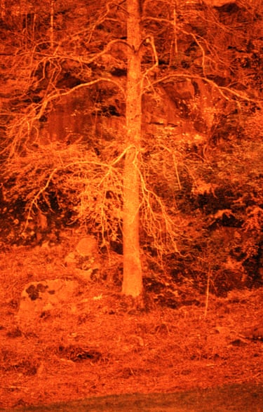 Trees bathed in an eerie orange glow