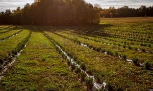 The Virginia First Tea Farm property near Spotsylvania, Va.