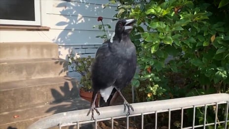 Australian magpie mimics emergency siren during NSW bushfires â video