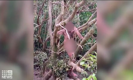 A naked fugitive found clinging to a tree in the Northern Territory, Australia, in a screengrab from a news clip from 9 News.