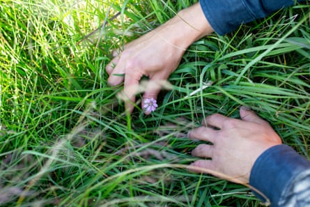 Hands hold down long grass to show a tiny purple flower.